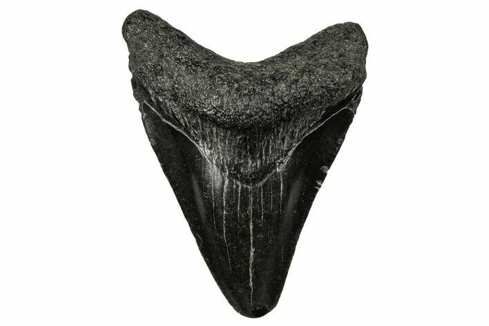 Juvenile Megalodon Tooth - South Carolina #340745